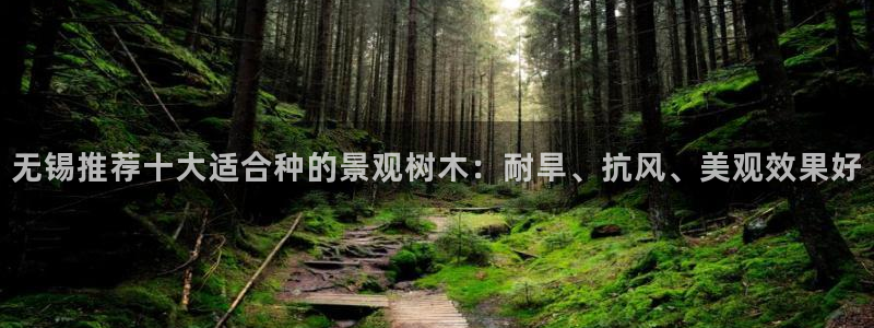卧龙娱乐挂机平台：无锡推荐十大适合种的景观树木：耐旱、抗风、美观效果好