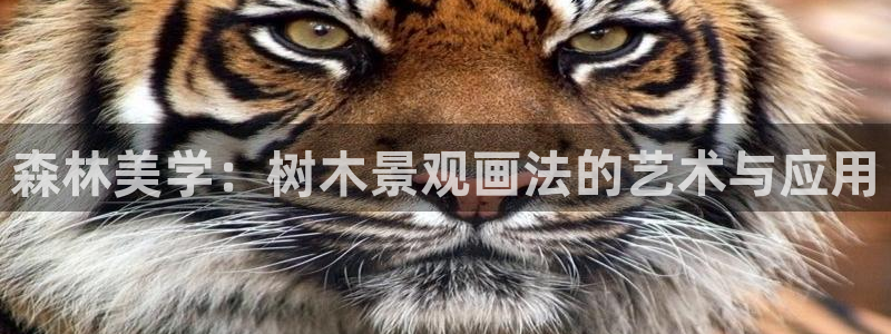 娱乐圈卧龙凤雏