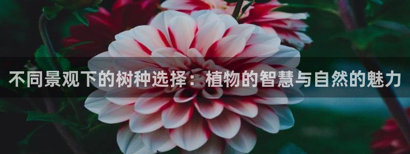 观海卧龙娱乐