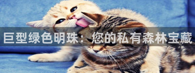卧龙娱乐怎样注册公司：巨型绿色明珠：您的私有森林宝藏